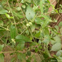 Psilotrichum patulum (Willd.) I.M.Turner